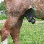 What Does A Horse Dick Look Like